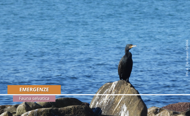 Naufragio_Fauna Selvatica Emergenze.png