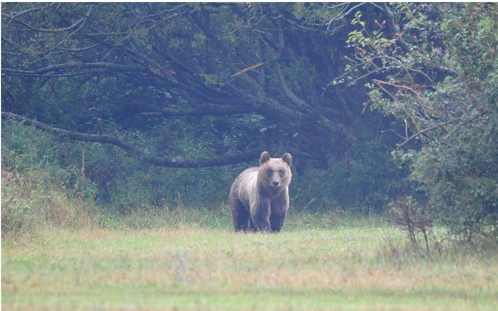 orso.jpg