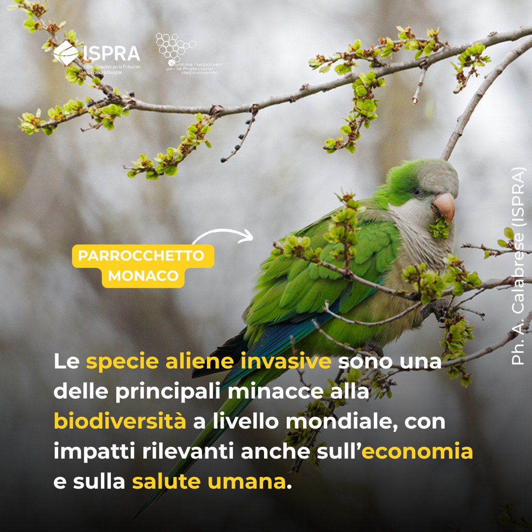 parrocchetto.jpg