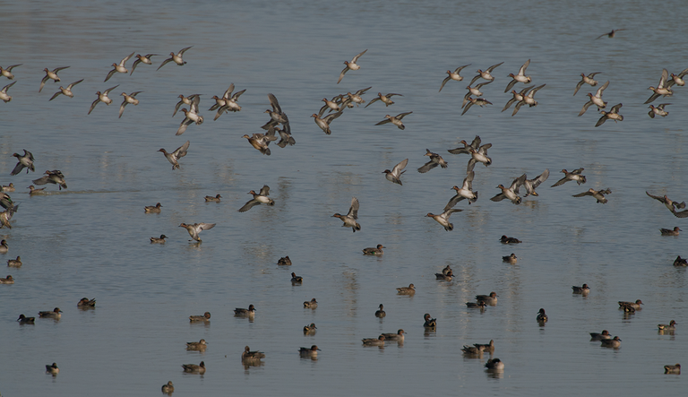 Valle Santa, Argenta FE (Parco regionale Delta del Po dell’Emilia-Romagna). Foto: A. De Faveri ISPRA Valle Santa, Argenta FE (Parco regionale Delta del Po dell’Emilia-Romagna). Foto: A. De Faveri ISPRA