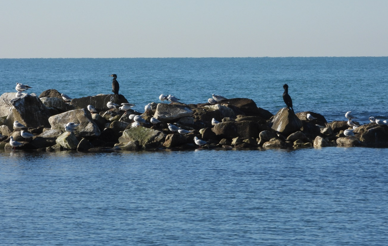 Roost di gabbiani comuni, beccapesci e cormorani. Foto A.De Faveri Roost di gabbiani comuni, beccapesci e cormorani. Foto A.De Faveri
