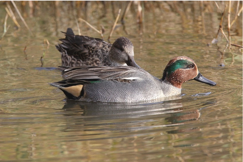 Screenshot 2025-03-07 090830.png