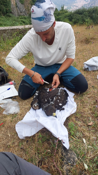 Marcatura del pullo di Aquila reale con un trasmettitore GPS