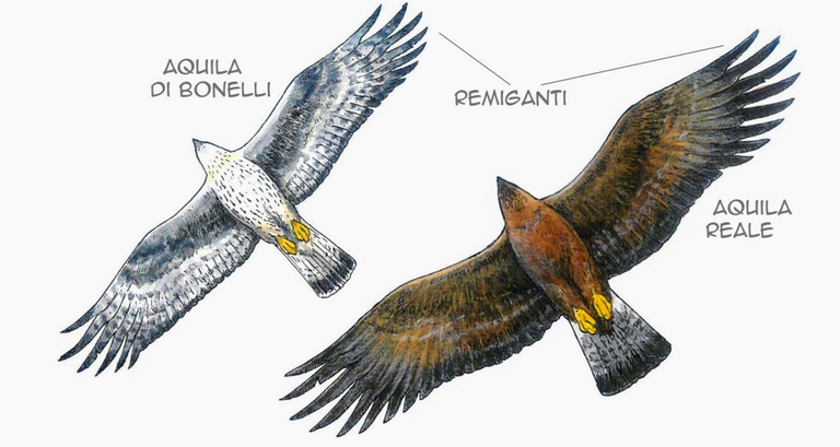 Illustrazione tratta da “Bentornata Aquila di Bonelli” di Stefano Maugeri per il progetto Aquila a-LIFE