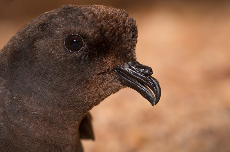 Primo piano di un uccello delle tempeste mediterraneo (Hydrobates pelagicus melitensis) al nido. (Foto: Andrea Benvenuti)