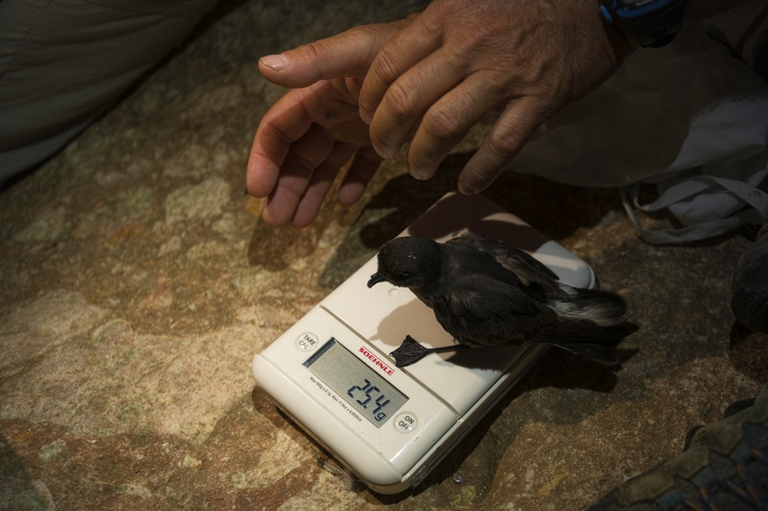 Uccello delle tempeste mediterraneo (Hydrobates pelagicus melitensis) pesato durante le attività di monitoraggio in colonia. (Foto: Andrea Benvenuti)