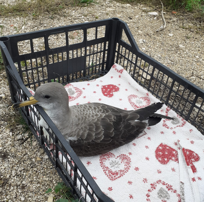 Una delle due berte maggiori trovate a S. Nicola, Tremiti, prima del suo rilascio in mare (foto Esterina Russo, Comune di Isole Tremiti FG)