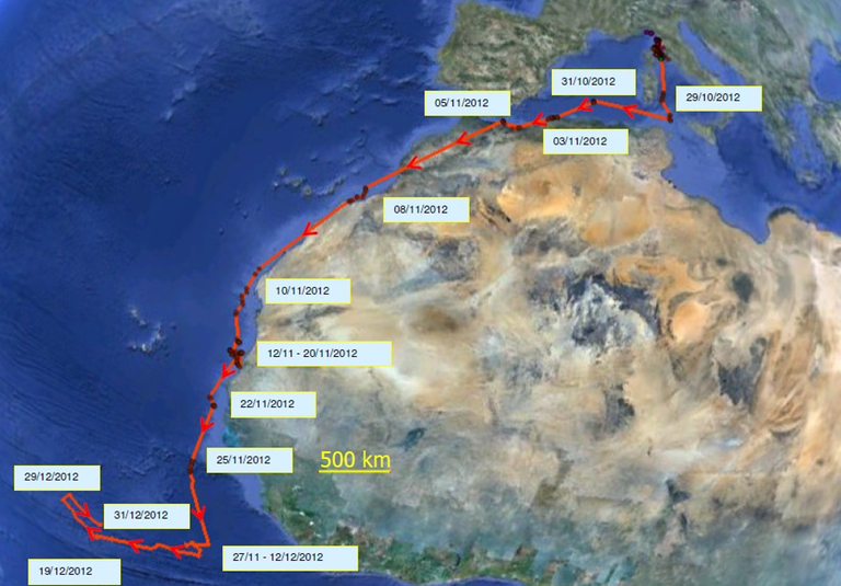 Migrazione autunnale di una Berta maggiore