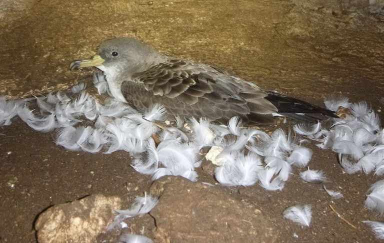 Berta maggiore (Calonectris diomedea) nel nido a Capraia, Tremiti (foto Mario Cozzo, ISPRA)