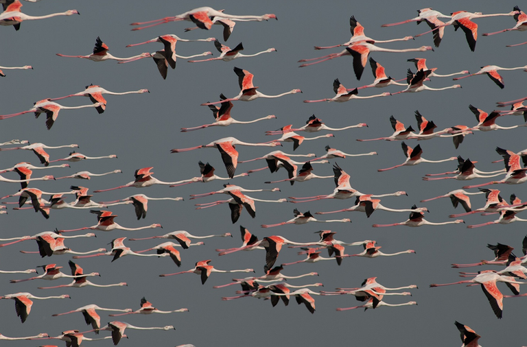 Fenicotteri (Phoenicopterus roseus) in volo. Foto A. De Faveri ISPRA