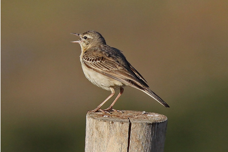 Calandro Anthus campestris ph A.Sorace ISPRA