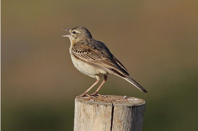 Calandro Anthus campestris ph A.Sorace ISPRA Calandro Anthus campestris ph A.Sorace ISPRA