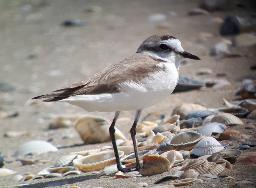 Screenshot 2026-02-25 151447.png