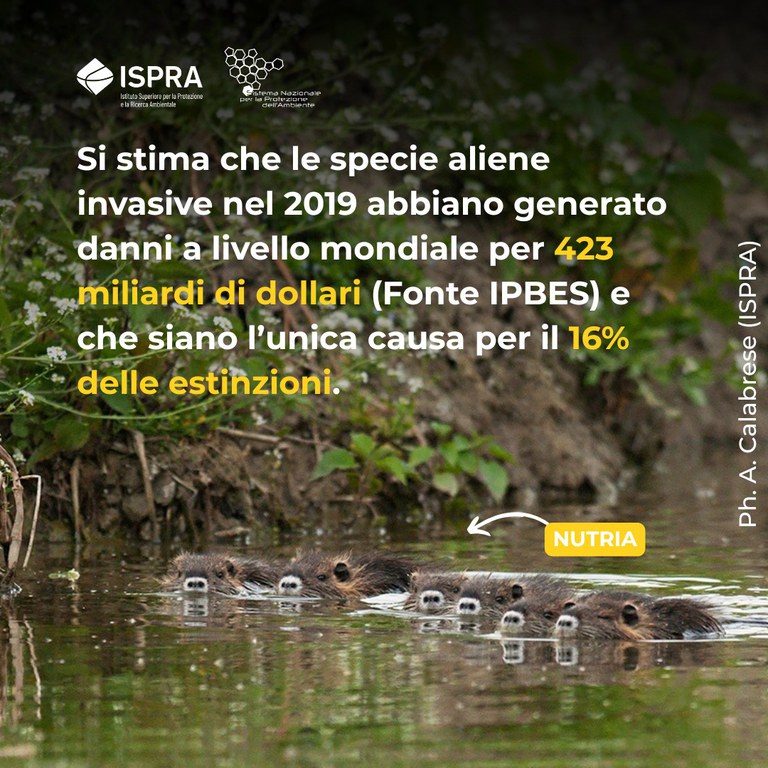 specie aliene 2019.jpg