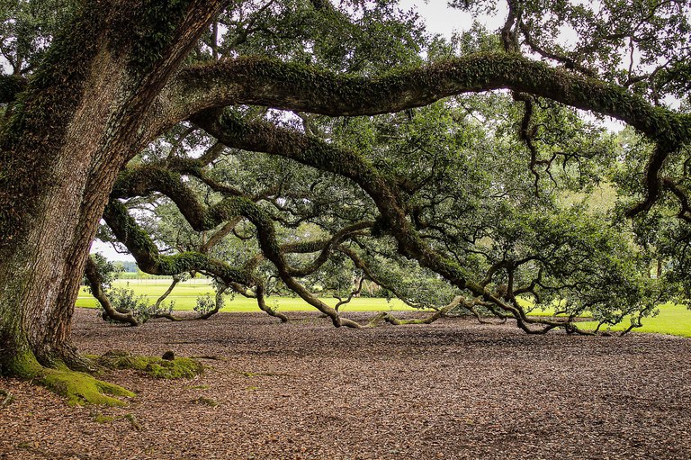 virginia-live-oak-440351_1280.jpg