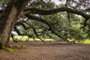 virginia-live-oak-440351_1280.jpg