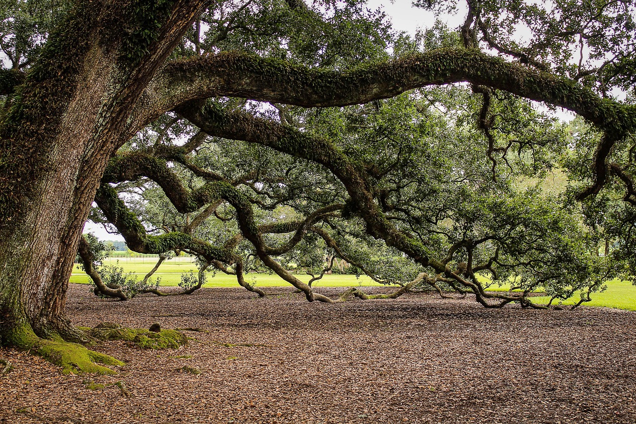 virginia-live-oak-440351_1280.jpg