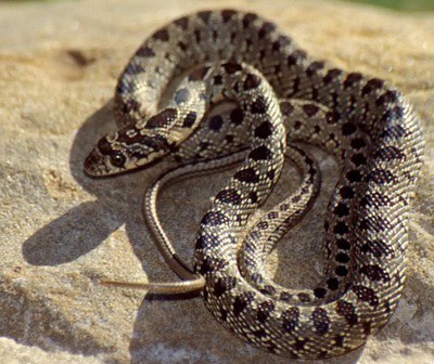 Quando un viaggiatore inconsapevole diventa specie esotica invasiva: il caso del Colubro ferro di cavallo alle Baleari