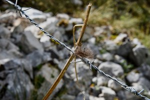 Conclusa la prima fase di monitoraggio genetico dell’Orso bruno marsicano