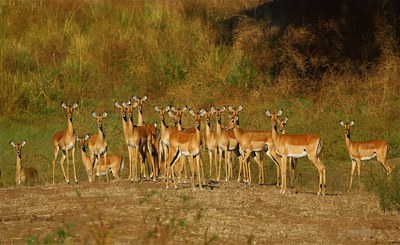 Dall’Africa una nuova metodologia a basso costo per il monitoraggio della fauna selvatica