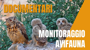 Monitoraggio avifauna