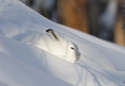 La lepre variabile durante l'inverno con il caratteristico manto bianco e le estremità delle orecchie nere Foto D.Massoni
