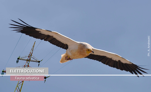 Linee elettriche critiche e avifauna: la silenziosa minaccia alla sopravvivenza delle specie più vulnerabili