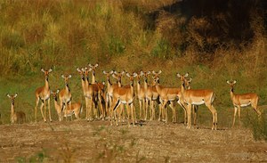 Dall’Africa una nuova metodologia a basso costo per il monitoraggio della fauna selvatica