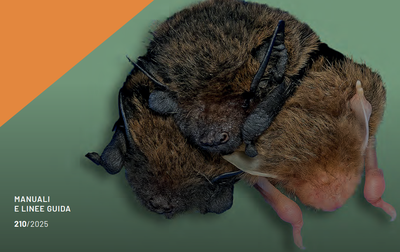 Pubblicate le Linee guida per il recupero e la riabilitazione dei chirotteri