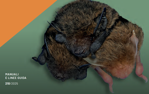 Pubblicate le Linee guida per il recupero e la riabilitazione dei chirotteri