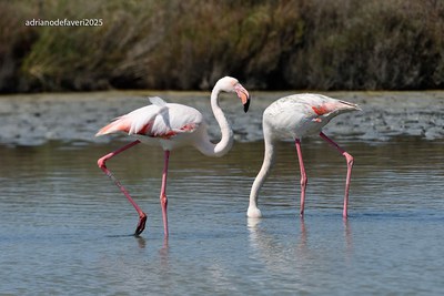 Venezia 2025: simposio mondiale dedicato alle sei specie di fenicotteri