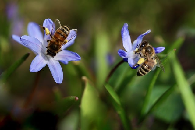 La tutela delle api e degli altri impollinatori selvatici — Italiano