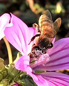 Le api, sentinelle dell’inquinamento ambientale
