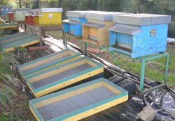Indagine tecnico conoscitiva sul fenomeno della moria delle api all’interno delle aree naturali protette