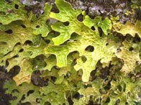Licheni: indicatori di biodiversità e stato di conservazione degli habitat