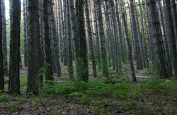 Piano di gestione del parco Nazionale delle Foreste Casentinesi