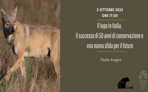 Il lupo in Italia, il successo di 50 anni di conservazione e una nuova sfida per il futuro