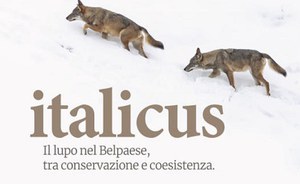 Italicus. Il lupo nel Belpaese, tra conservazione e coesistenza