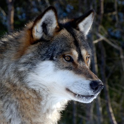 Wolf - Canis lupus. Photo © John Linnell/NINA