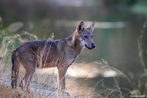 Quanti sono e dove vivono i lupi in Italia?