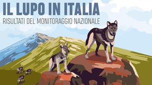 Quanti sono i lupi in Italia?