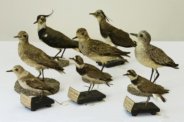 Collezione non passeriformi