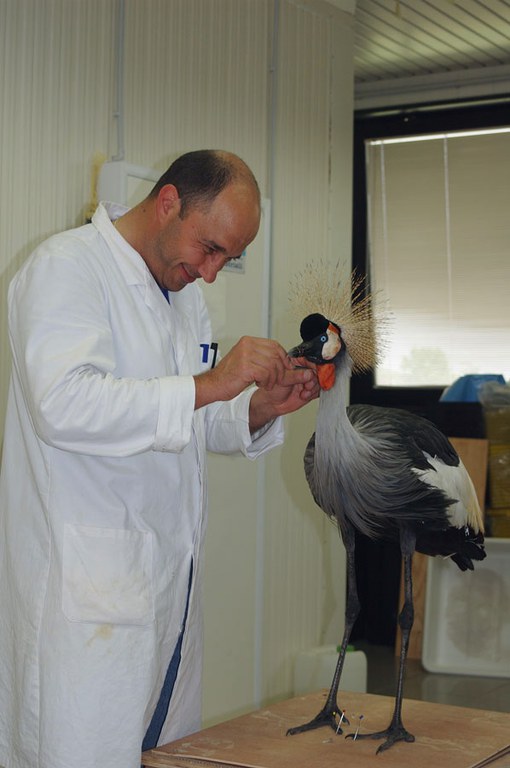 Laboratorio tassidermia