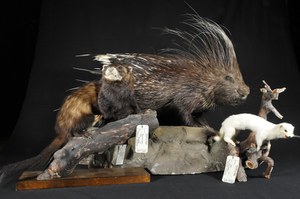 Museo zoologico ISPRA della sede di Ozzano dell'Emilia