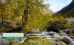 Foto D. Genta Foto D. Genta