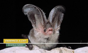 Plecotus sardus foto M. Mucedda Plecotus sardus foto M. Mucedda