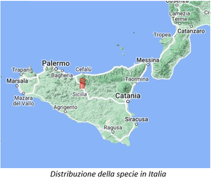 Distribuzione della specie in Italia reporting direttiva habitat Distribuzione della specie in Italia reporting direttiva habitat