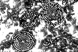 Microfacies e microfossili delle successioni carbonatichemesozoiche dell’Appennino centrale