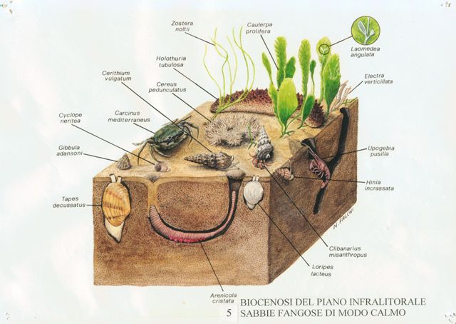 Bioncesi del piano infralitorale