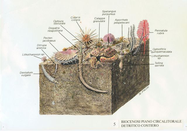 Bioncesi del piano circalitorale